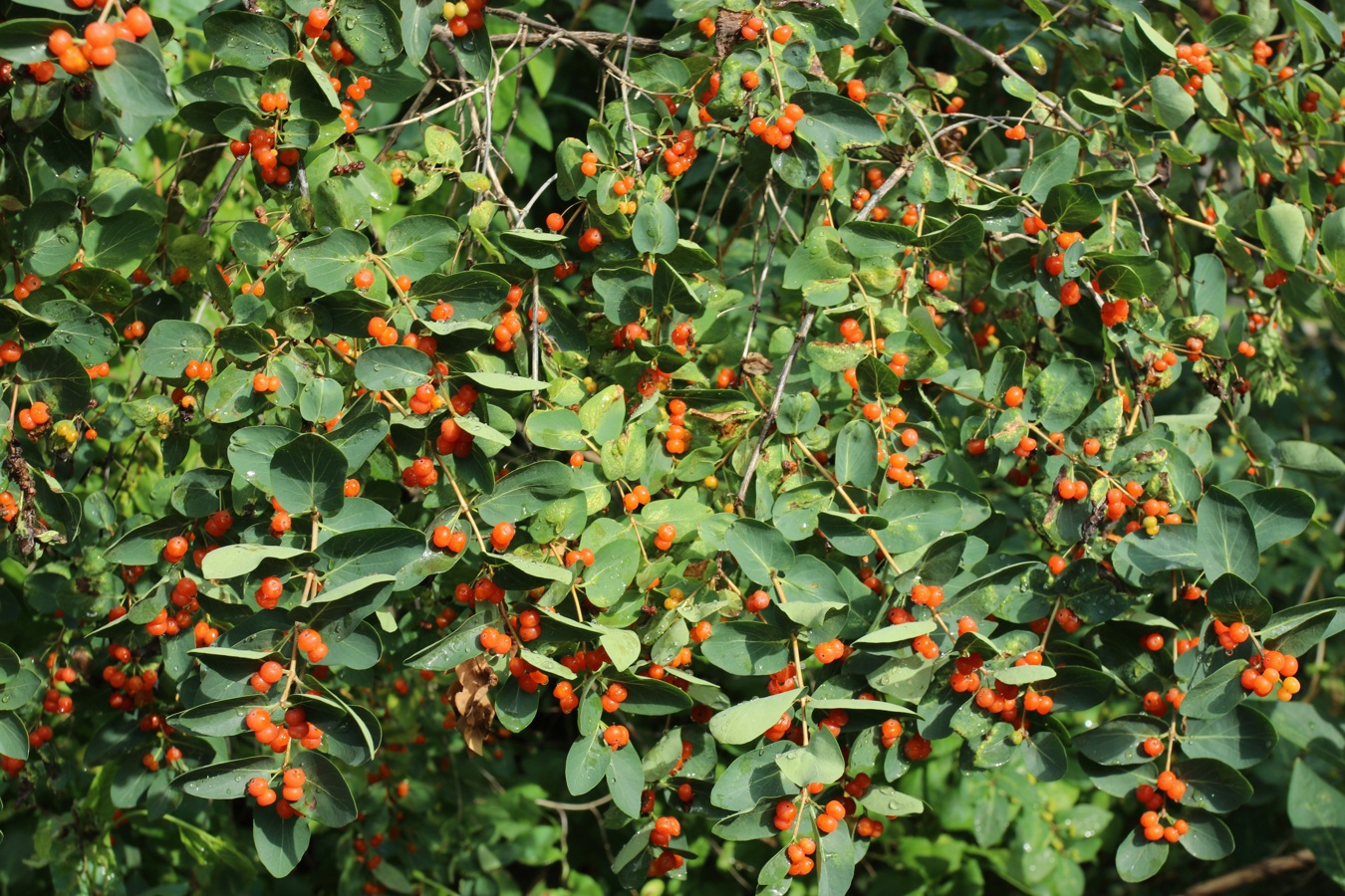 Image of Lonicera tatarica specimen.