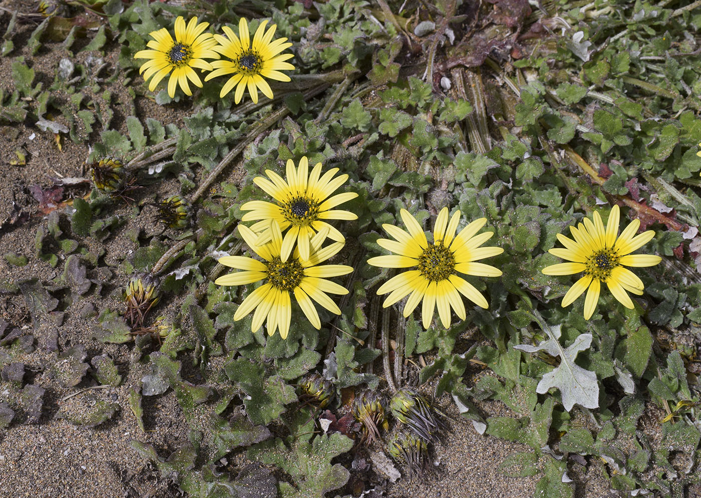 Image of Arctotheca calendula specimen.