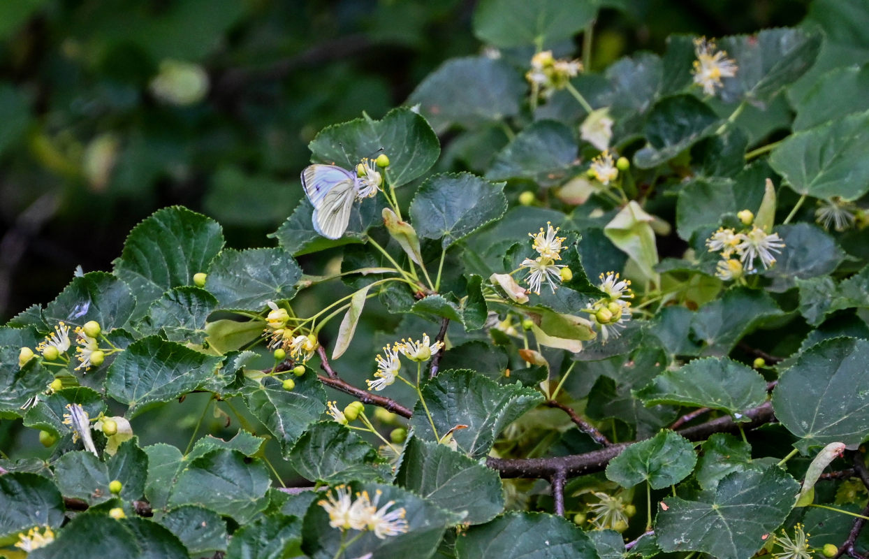 Изображение особи Tilia cordata.