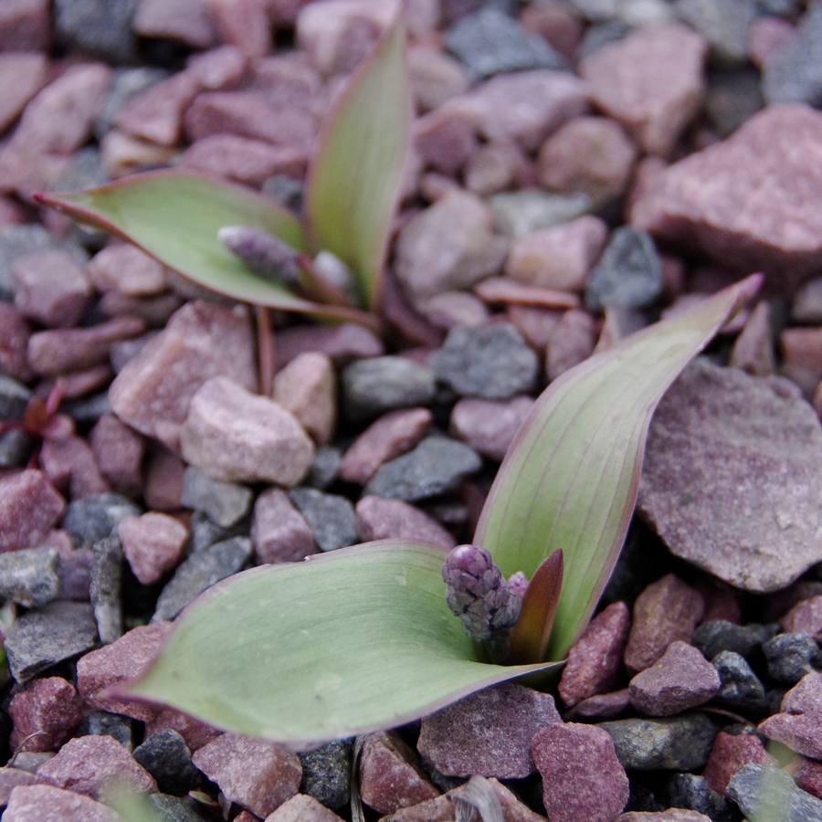 Изображение особи Hyacinthella glabrescens.