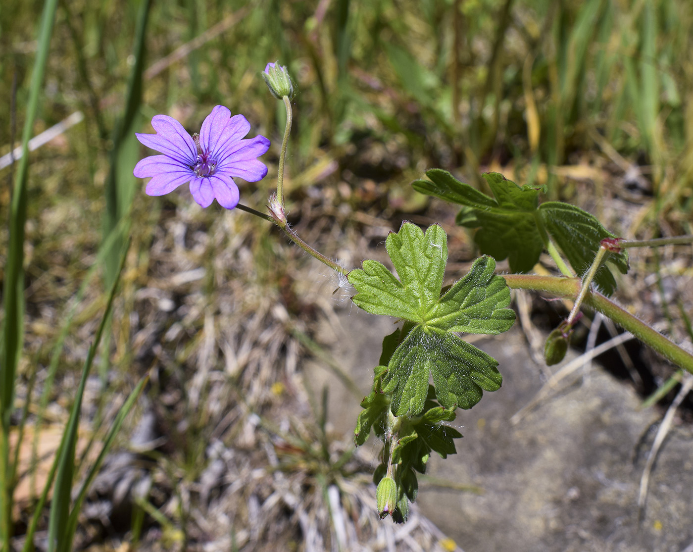 Изображение особи Geranium molle.