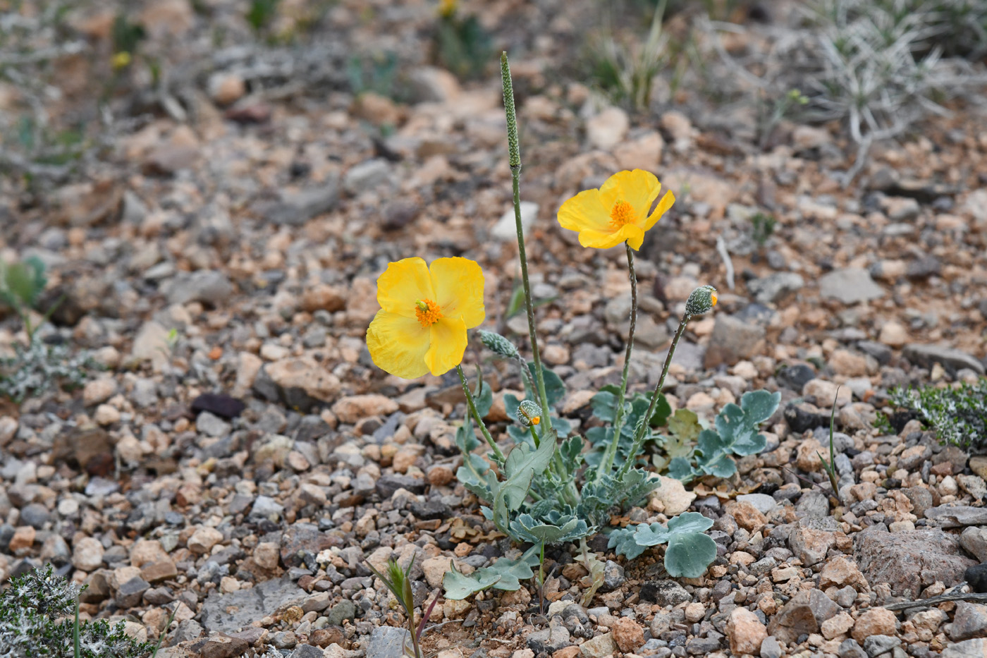 Image of Glaucium squamigerum specimen.