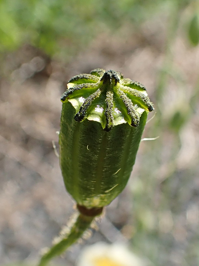 Image of Papaver amurense specimen.