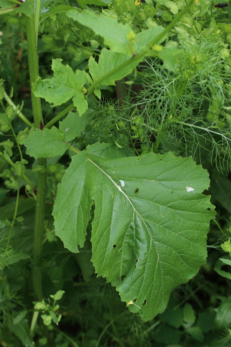 Image of Brassica juncea specimen.