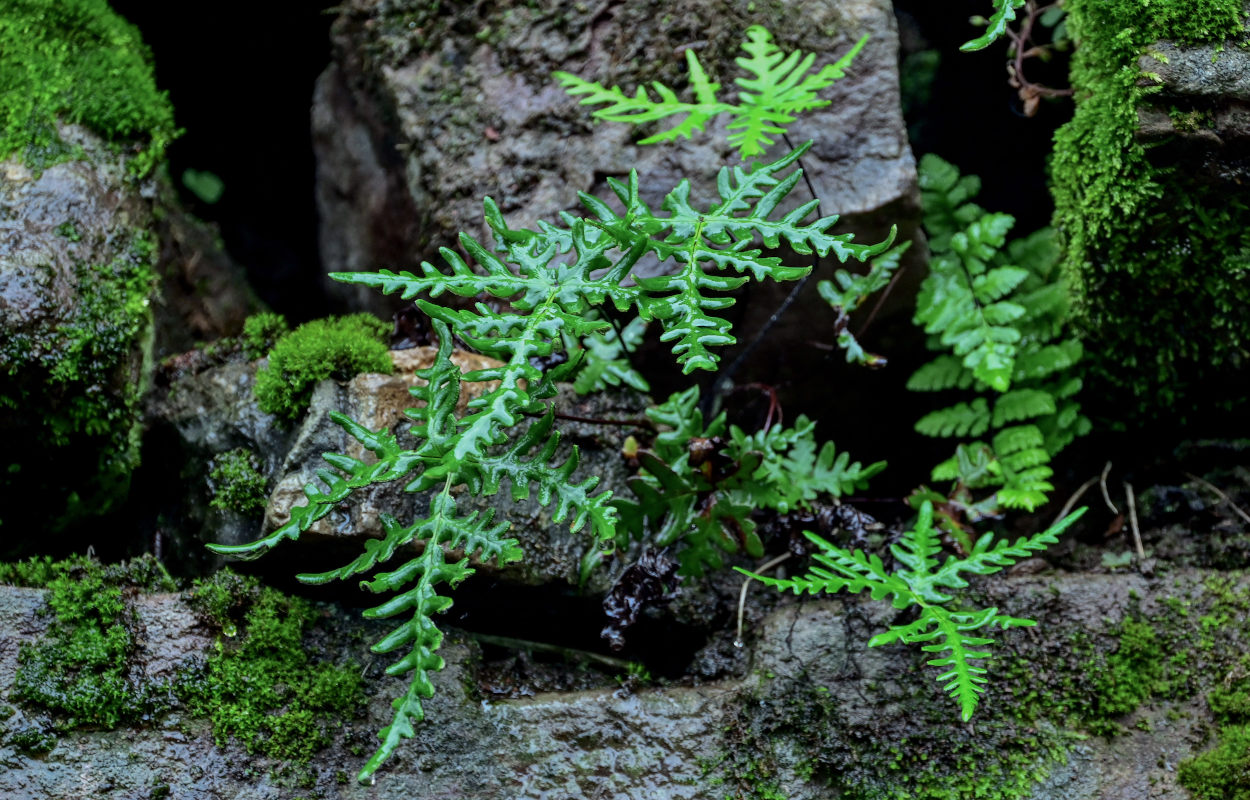 Image of Aleuritopteris argentea specimen.