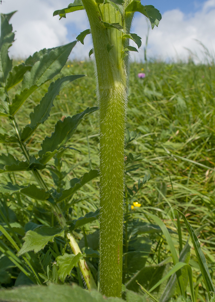 Image of Cephalaria gigantea specimen.