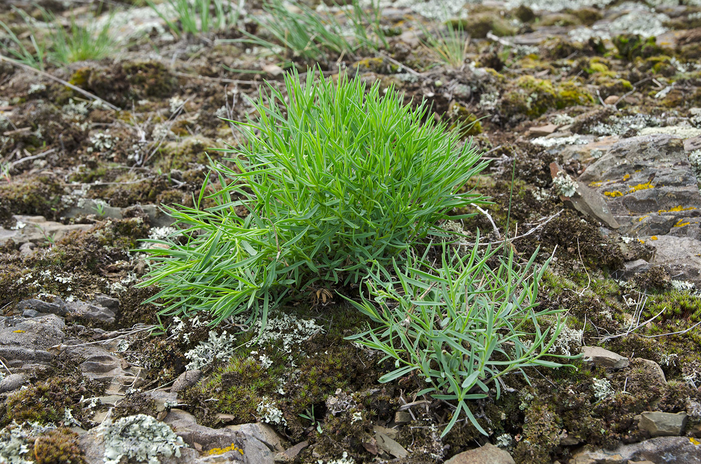 Image of familia Caryophyllaceae specimen.