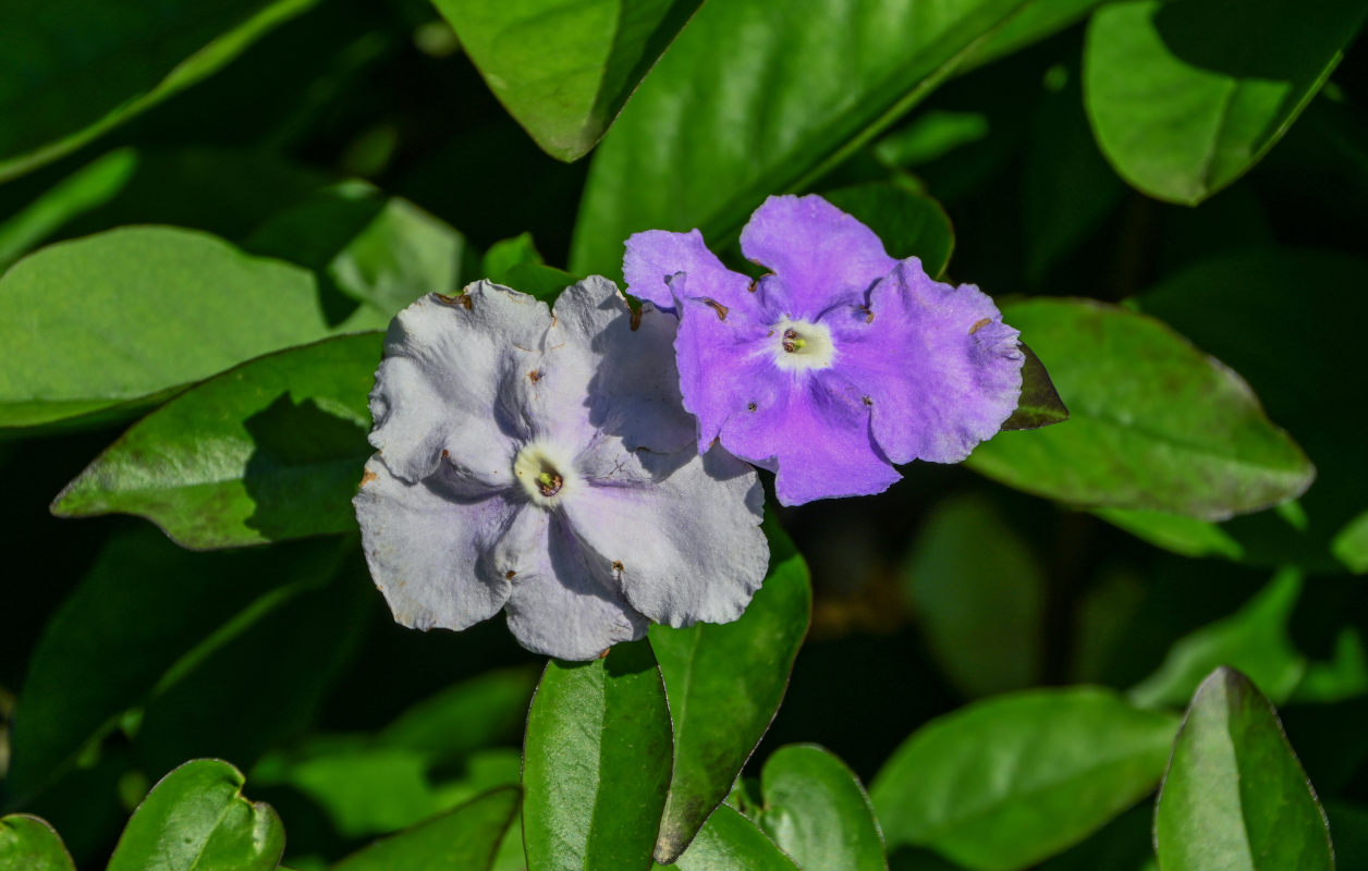 Image of Brunfelsia pauciflora specimen.