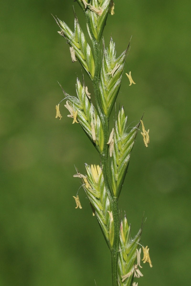 Image of Lolium multiflorum specimen.