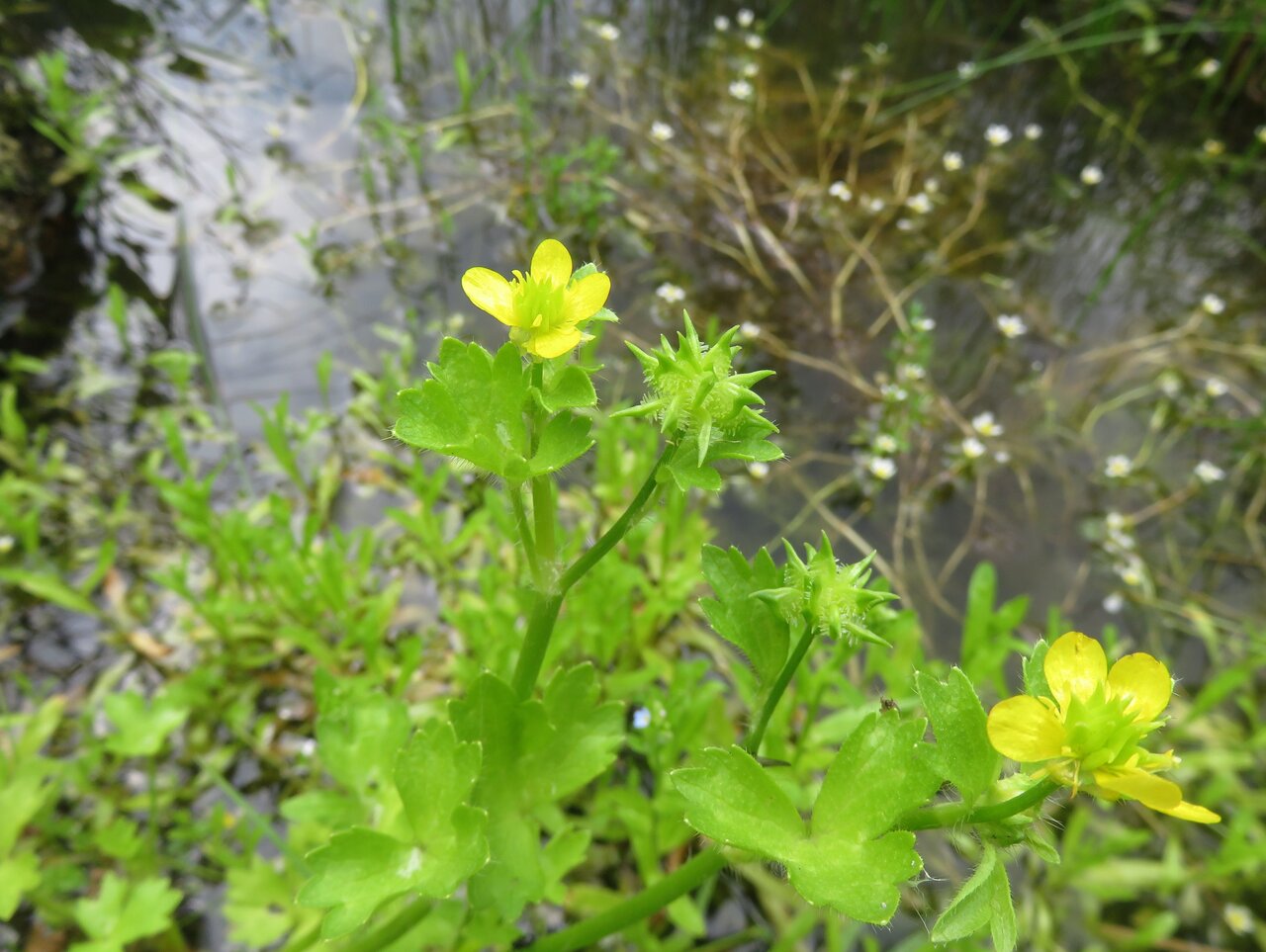 Image of Ranunculus muricatus specimen.