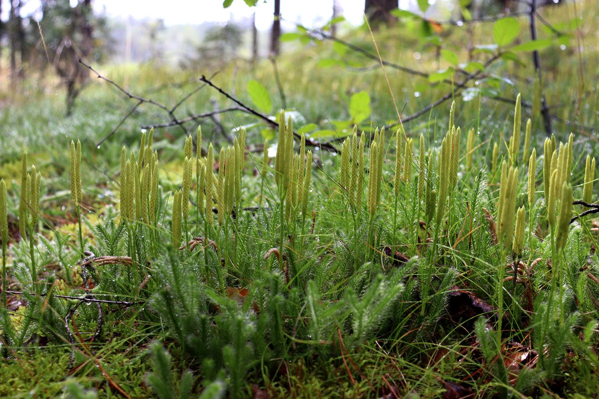 Image of Lycopodium clavatum specimen.