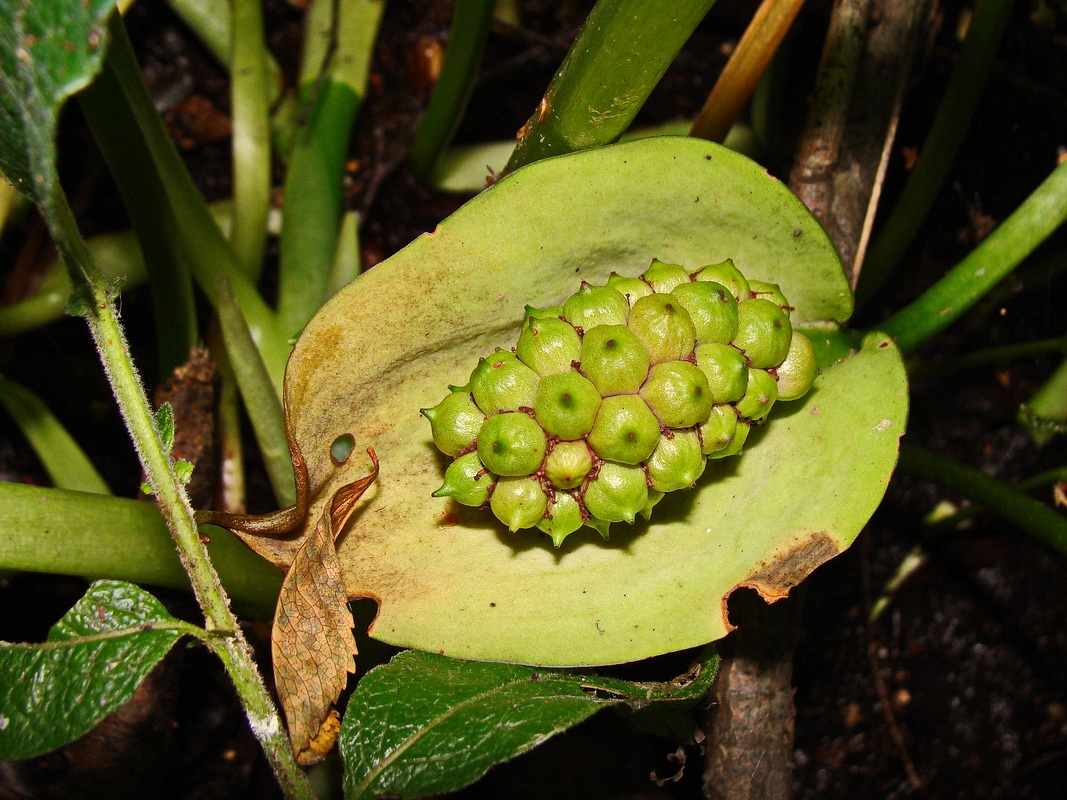 Image of Calla palustris specimen.