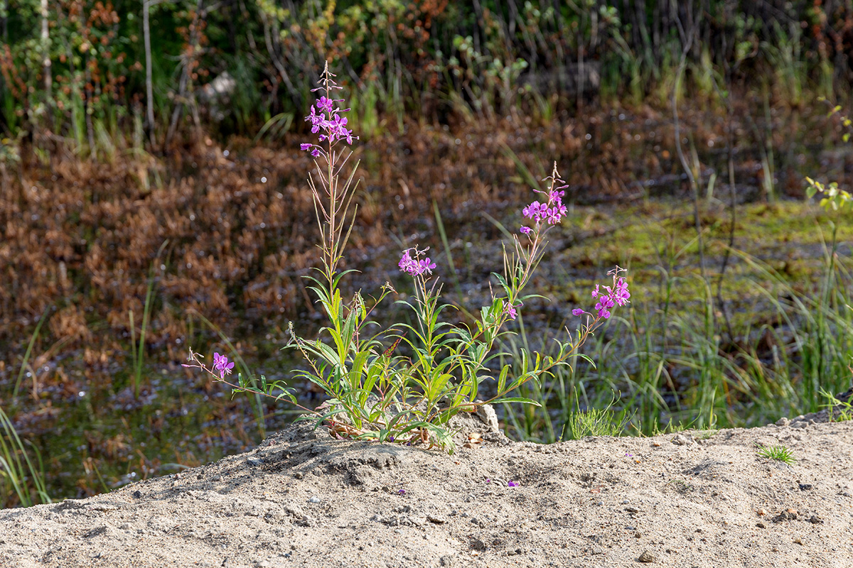 Image of Chamaenerion angustifolium specimen.