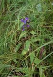 Campanula trachelium. Цветущее растение (верхушка обломана). Липецкая обл., Данковский р-н, ур. Крутой лес. 1 августа 2024 г.