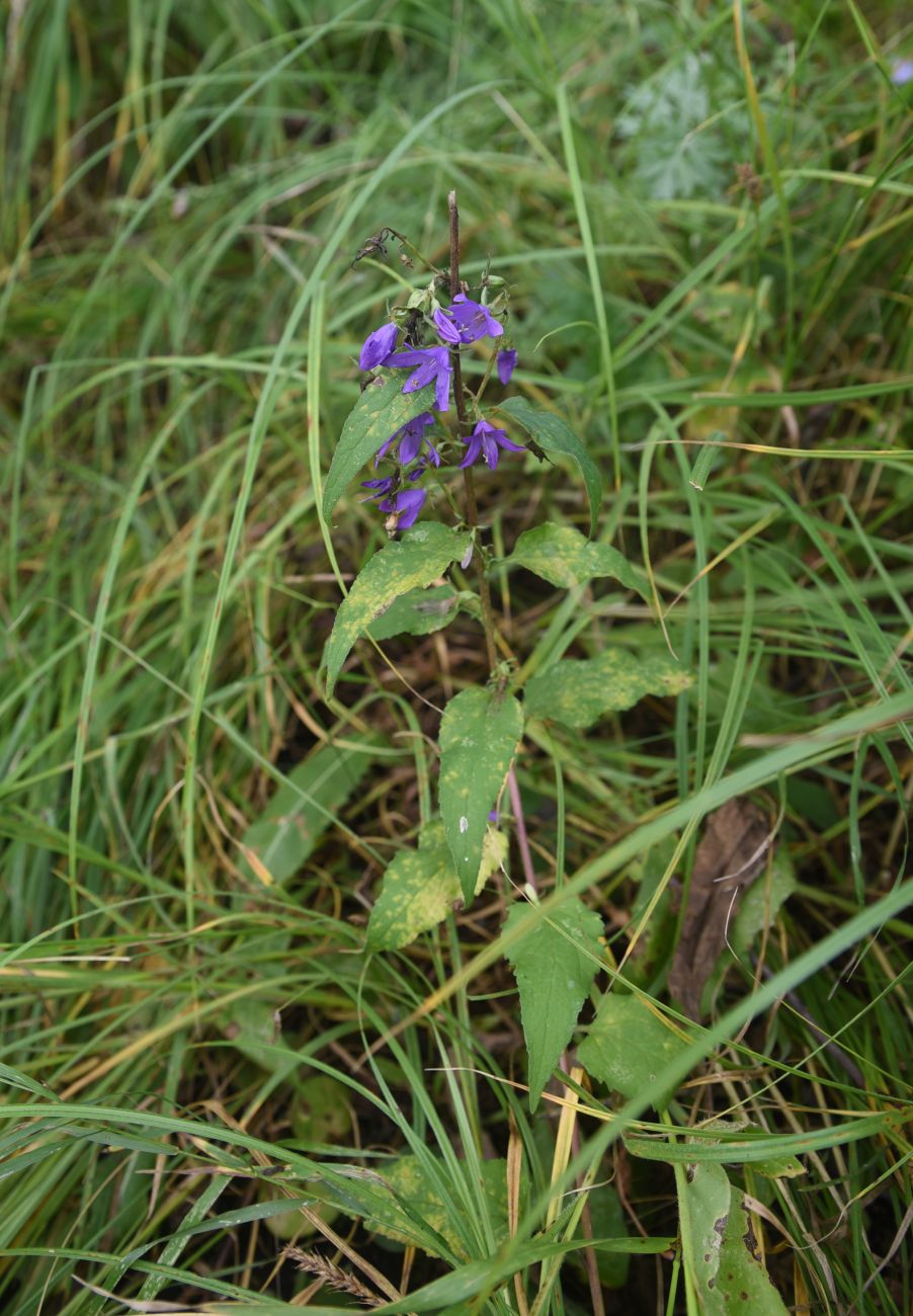 Image of Campanula trachelium specimen.