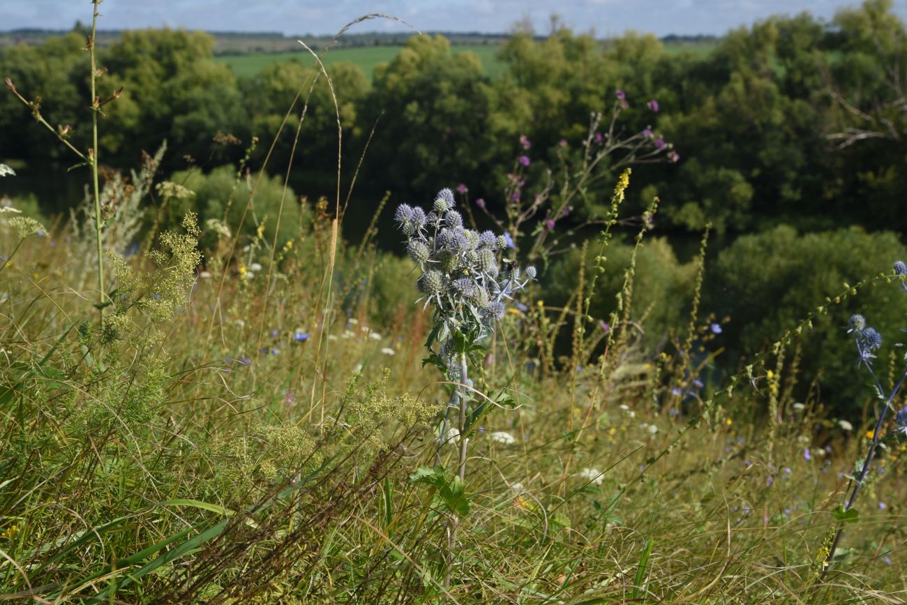 Изображение особи Eryngium planum.