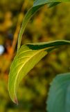 Oenothera rubricaulis. Лист (видна абаксиальная поверхность). Башкортостан, Дуванский р-н, Заимкинский сельсовет, окр. дер. Усть-Аяз, долина р. Уфа, травянистый склон береговой террасы. 19 августа 2023 г.