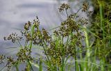 Scirpus radicans. Верхушки побегов с соцветиями. Московская обл., г. Железнодорожный, Саввинский пруд, в воде у берега. 16.06.2024.