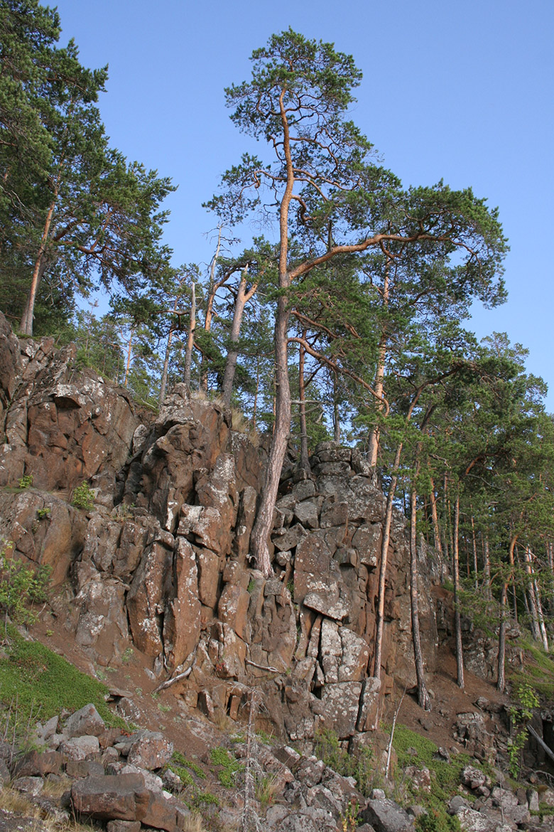 Image of Pinus sylvestris specimen.