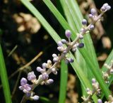 Liriope muscari