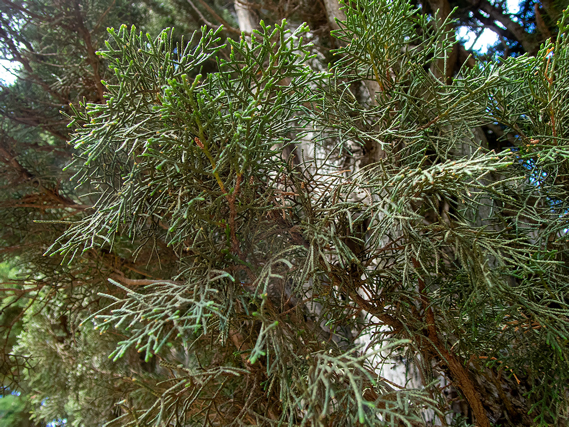 Изображение особи Cupressus sempervirens.