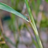 Calamagrostis pseudophragmites