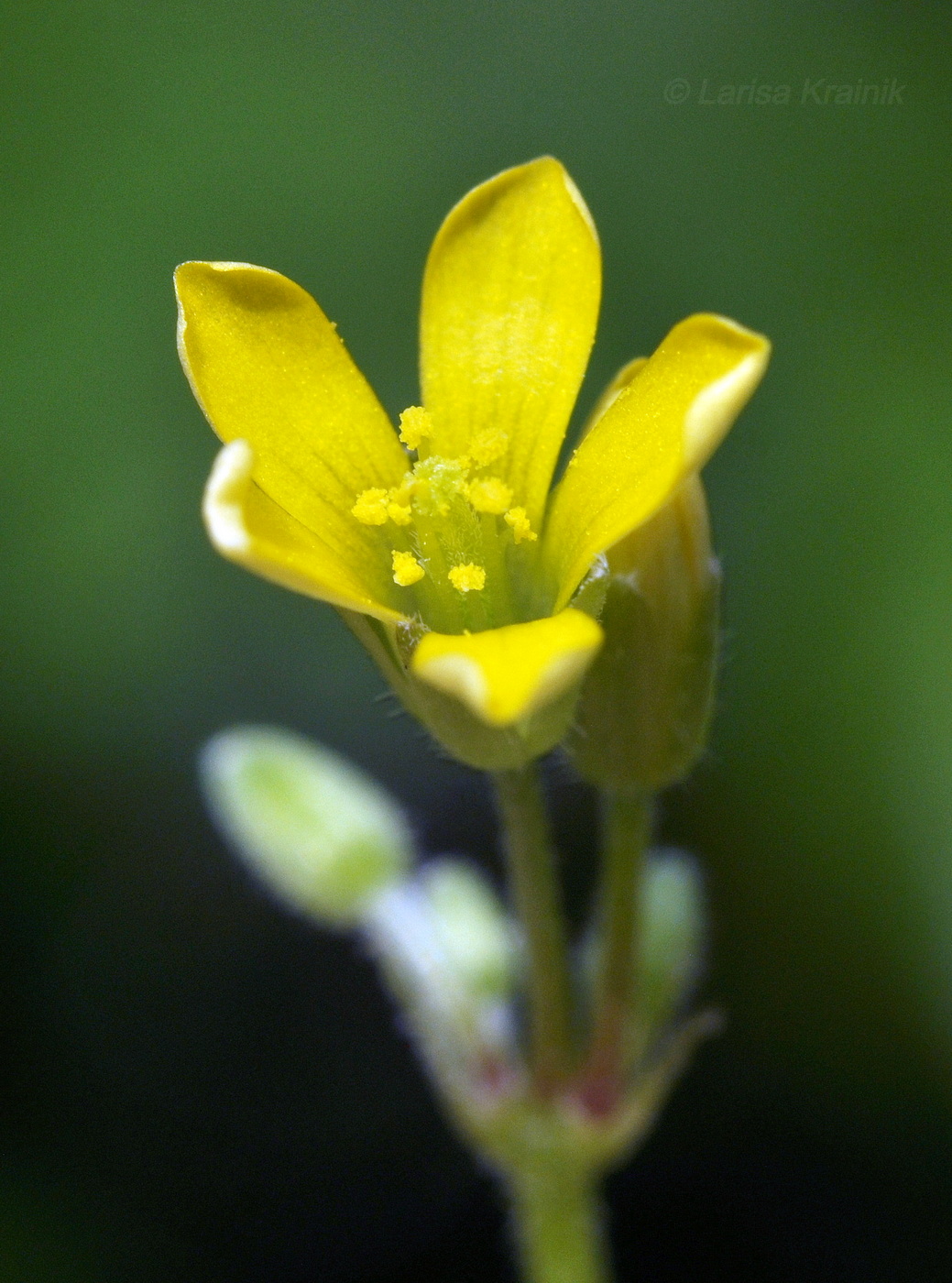 Изображение особи Oxalis corniculata.