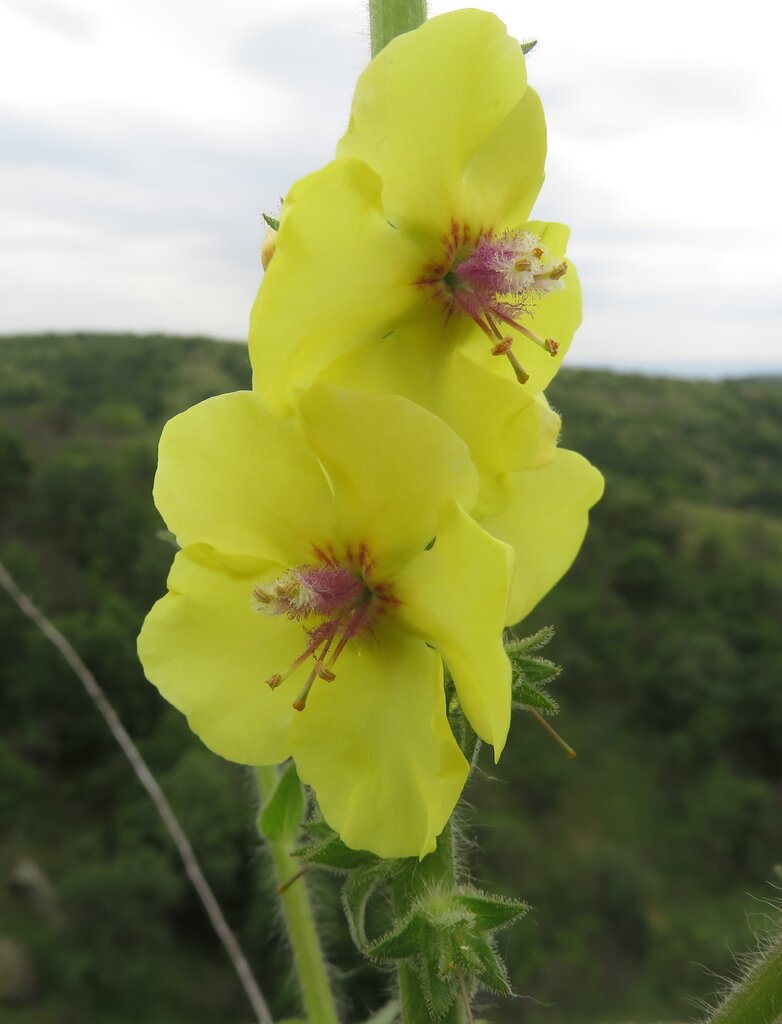 Изображение особи Verbascum adrianopolitanum.