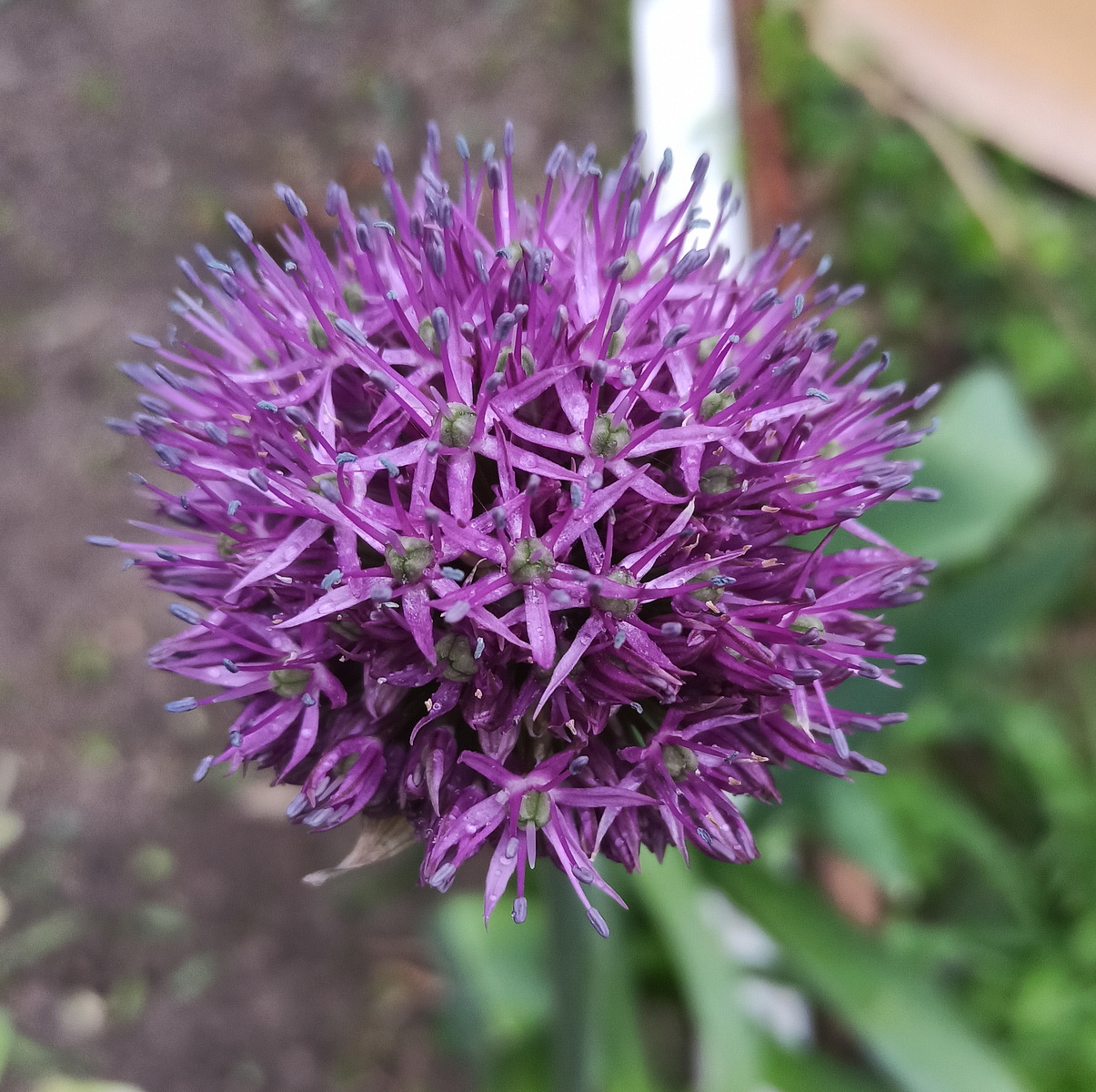 Image of genus Allium specimen.