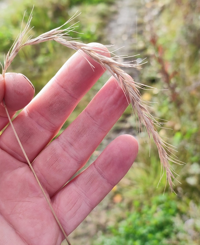 Image of Elymus sibiricus specimen.