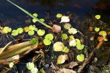 Hydrocharis morsus-ranae. Листья на поверхности воды (рядом плавают опавшие листья Alnus glutinosa и Betula pendula). Ленинградская обл., Кингисеппский р-н, окр. дер. Урмизно у мыса Дубовский, озеро за береговым валом, у берега. 08.09.2024.