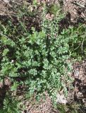 Смотреть изображение Rhodiola heterodonta