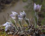 View full-size image Pulsatilla uralensis