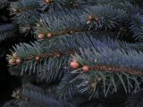 Picea форма glauca