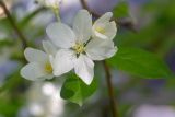 Смотреть изображение Malus baccata