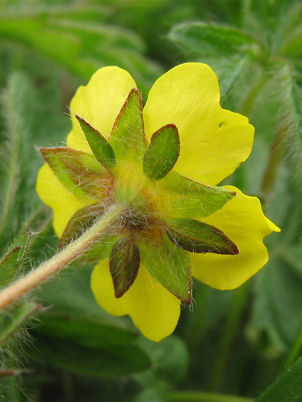 Image of Potentilla heptaphylla specimen.