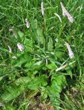 Смотреть изображение Bistorta officinalis