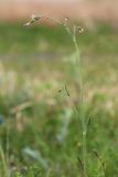 View full-size image Silene aprica