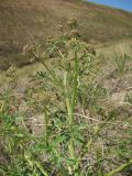 Crambe tataria