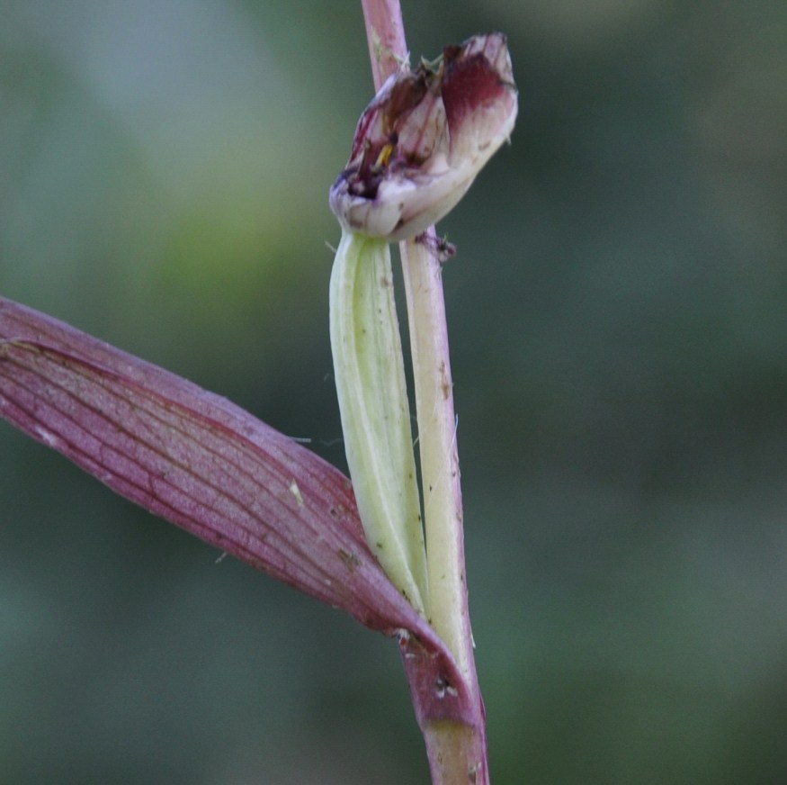 Image of Serapias bergonii specimen.