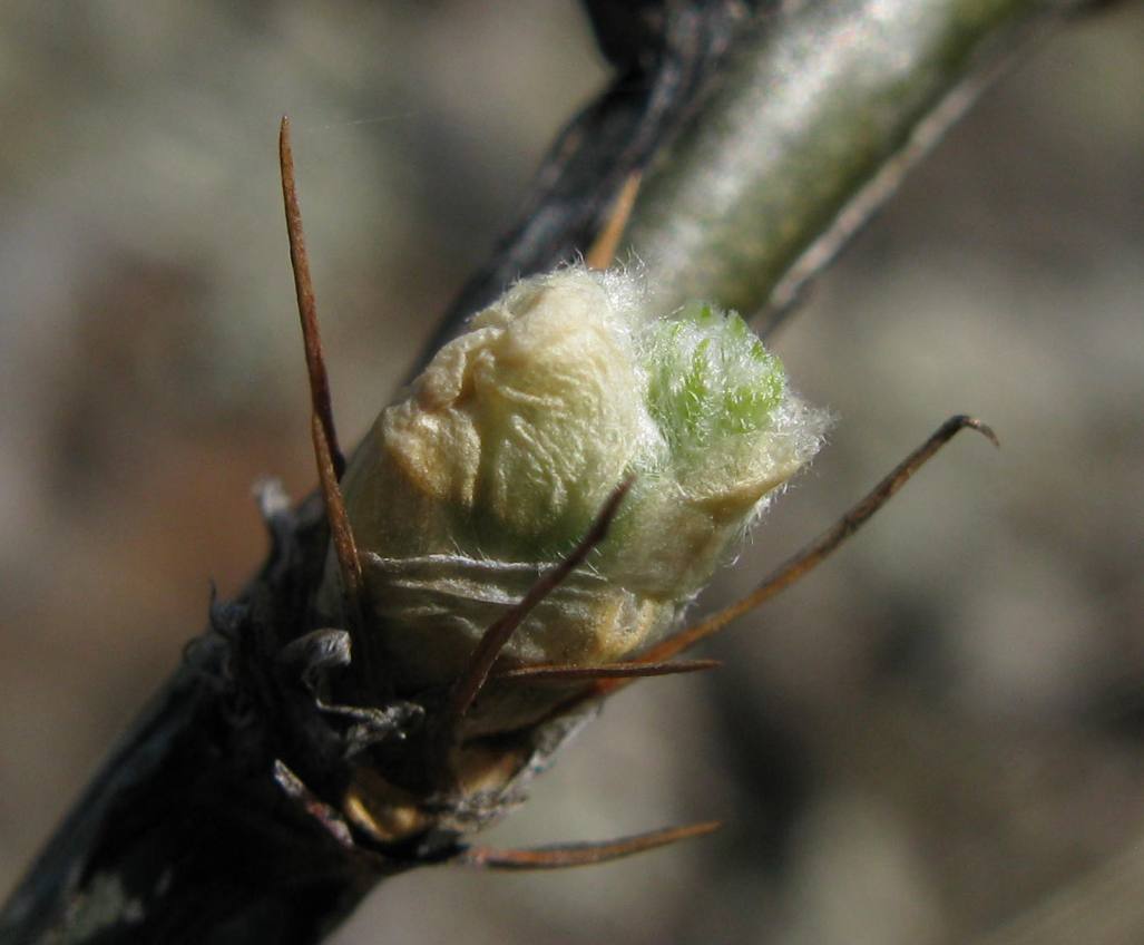 Image of genus Caragana specimen.