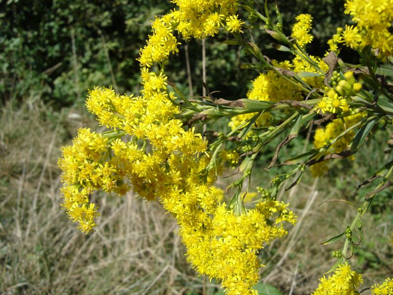 Image of Solidago canadensis specimen.