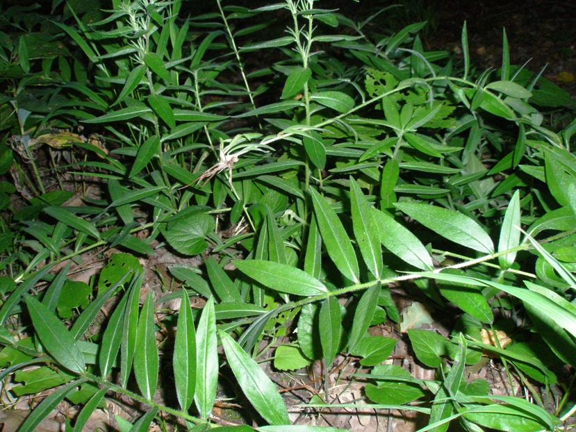 Image of Aegonychon purpureocaeruleum specimen.