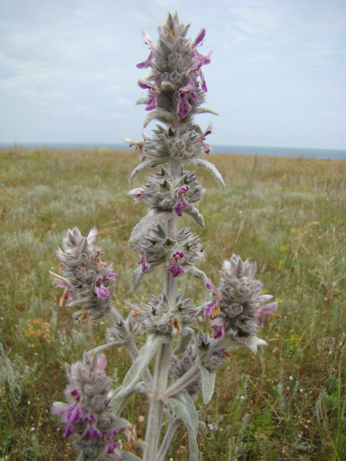 Изображение особи Stachys velata.