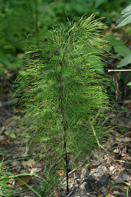 Изображение особи Equisetum sylvaticum.