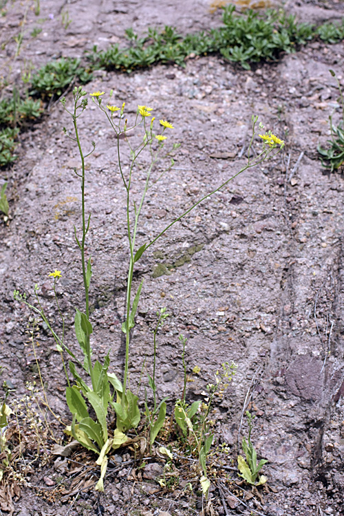 Image of Crepis pulchra ssp. turkestanica specimen.