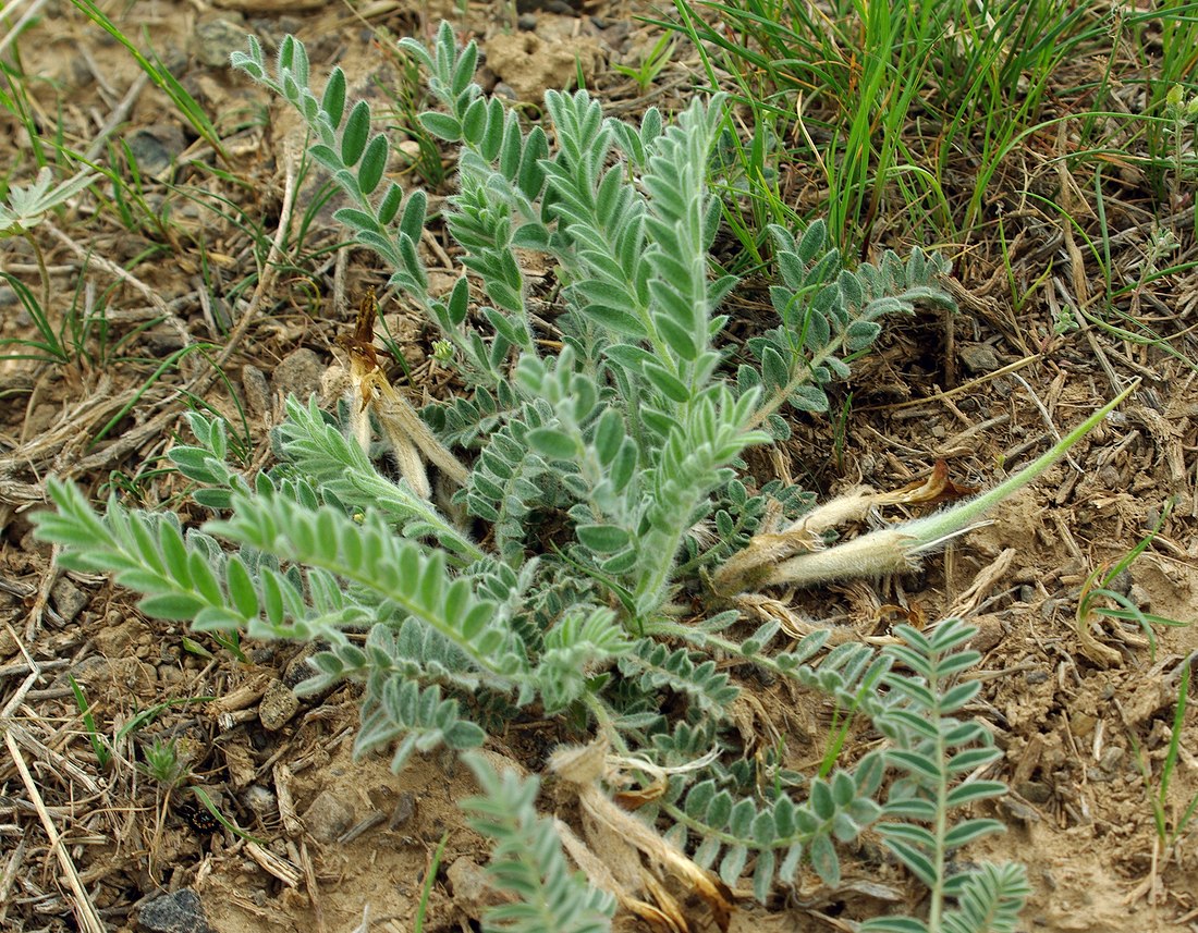 Image of Astragalus xipholobus specimen.