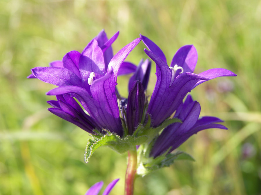 Image of Campanula glomerata ssp. oblongifolioides specimen.