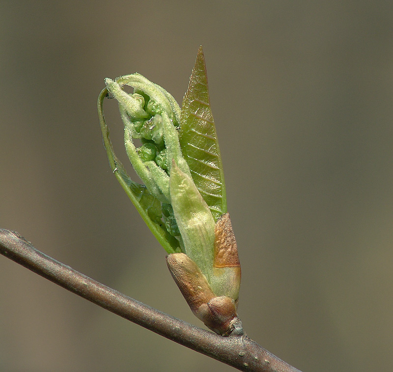 Image of Padus avium specimen.