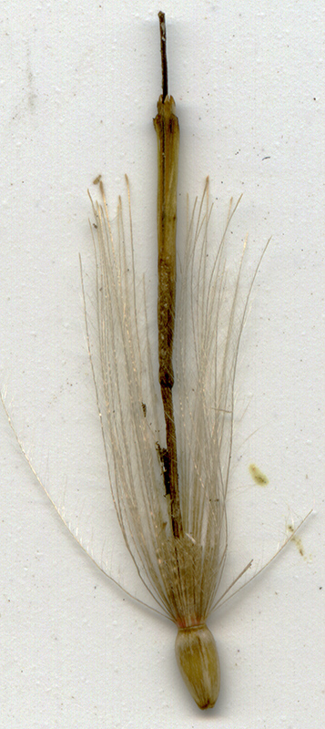 Image of Cirsium oleraceum specimen.